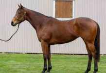 Prowess Auctions Sells for NZ$1.452 Million – Gavelhouse Plus Success news-09082024-042830