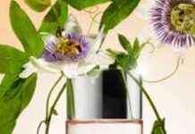 Affordable Perfume Swap: From £85 Alien to £14 Clinique – My Experience news-09082024-050553