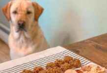 Growing Demand for Natural Dog Treats Drives Market Expansion news-09082024-061525
