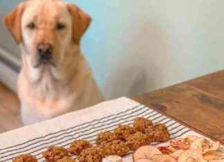 Growing Demand for Natural Dog Treats Drives Market Expansion news-09082024-061525