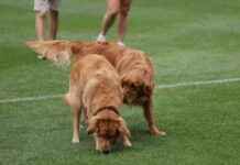 Luxury Fashion Brand Launches Exclusive Dog Perfume news-09082024-065513