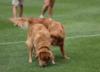 Luxury Fashion Brand Launches Exclusive Dog Perfume news-09082024-065513