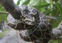 Fatal Mistake: Python Expert Strangled to Death by Own 13ft Snake news-09082024-072852
