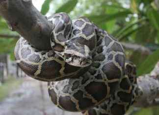 Fatal Mistake: Python Expert Strangled to Death by Own 13ft Snake news-09082024-072852