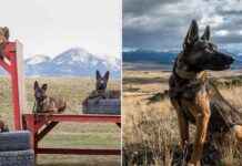 High-Quality Protection Dogs for Sale in Montana – $150K news-09082024-080445