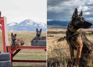 High-Quality Protection Dogs for Sale in Montana – $150K news-09082024-080445