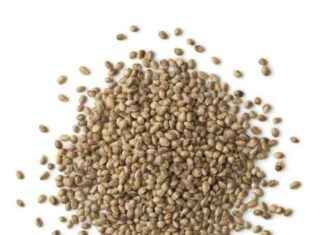 US Approval: Hempseed Meal for Layer Feed news-09082024-081144