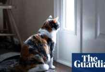 Do Cats Grieve the Deaths of Other Pets? Study Reveals Insights news-09082024-084013