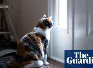 Do Cats Grieve the Deaths of Other Pets? Study Reveals Insights news-09082024-084013