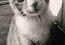 Can Cats Experience Grief? Understanding Feline Emotions and Behavior. news-09082024-084823