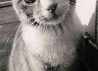 Can Cats Experience Grief? Understanding Feline Emotions and Behavior. news-09082024-084823