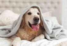 Investigating Mayhem: Pooches, Twickers, and Inquiries – A Weekly Roundup news-09082024-090928