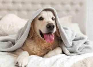 Investigating Mayhem: Pooches, Twickers, and Inquiries – A Weekly Roundup news-09082024-090928