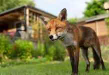 Keep Cats and Foxes Out of Your Garden with This 79p Gardening Hack news-09082024-093112