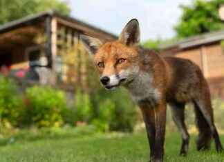 Keep Cats and Foxes Out of Your Garden with This 79p Gardening Hack news-09082024-093112