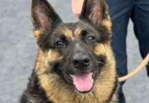 Shelter Urgently Seeks Help for Dog Abandoned at Dublin Airport news-09082024-110313