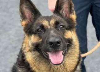 Shelter Urgently Seeks Help for Dog Abandoned at Dublin Airport news-09082024-110313