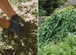 How to Remove and Prevent Pretty Garden Plant Strangling Your Blooms news-09082024-113304