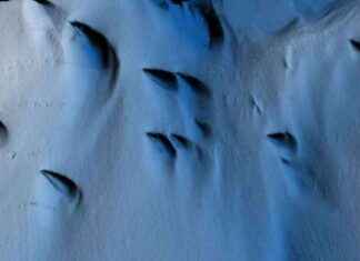 Uncovering Antarctica’s Hidden Secrets: Scientists’ Groundbreaking Discovery news-09082024-113346