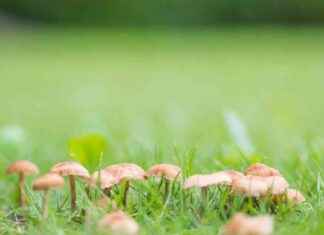 How to Stop Mushrooms Growing in Your Grass: Pet-Friendly 62p Trick news-09082024-114439