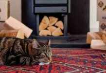 Get 10% Off Premium Firewood & Briquettes Online news-29102024-125617