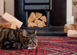 Get 10% Off Premium Firewood & Briquettes Online news-29102024-125617