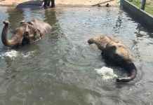 Tragic Zoo Death: Workers Heartbroken Over Loss of Two Baby Elephants news-27112024-044846