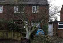 Storm Darragh wreaks havoc in Cheshire suburb: Tree falls on car storm-darragh-wreaks-havoc-in-cheshire-suburb-tree-falls-on-car