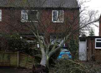 Storm Darragh wreaks havoc in Cheshire suburb: Tree falls on car storm-darragh-wreaks-havoc-in-cheshire-suburb-tree-falls-on-car