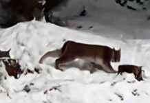 Capturing Two Lynx on the Loose in Scottish Highlands: A Wildlife Success Story capturing-two-lynx-on-the-loose-in-scottish-highlands-a-wildlife-success-story