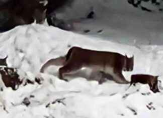 Capturing Two Lynx on the Loose in Scottish Highlands: A Wildlife Success Story capturing-two-lynx-on-the-loose-in-scottish-highlands-a-wildlife-success-story