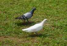 Warning: Keep Doves and Pigeons Out of Your Garden to Prevent Damage warning-keep-doves-and-pigeons-out-of-your-garden-to-prevent-damage