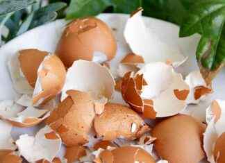Gardening Tip: Leave Eggshells on Bird Tables for Spring Birds gardening-tip-leave-eggshells-on-bird-tables-for-spring-birds