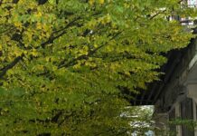 Ipswich Town Vs Manchester United F.C. Lineups: Who Will Dominate?