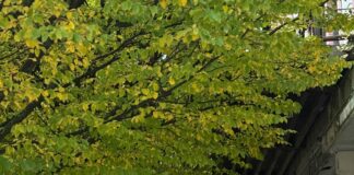 Ipswich Town Vs Manchester United F.C. Lineups: Who Will Dominate?