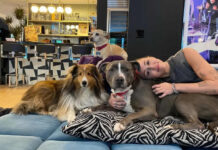 Prioritizing Dogs Health: The Ultimate Guide to Choosing the Right Dog Beds dog bed, dog beds, large dog beds, best dog beds, outdoor dog beds, orthopedic dog beds, chew proof dog bed, raised dog bed, cooling dog bed, heated dog beds