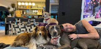 Prioritizing Dogs Health: The Ultimate Guide to Choosing the Right Dog Beds dog bed, dog beds, large dog beds, best dog beds, outdoor dog beds, orthopedic dog beds, chew proof dog bed, raised dog bed, cooling dog bed, heated dog beds