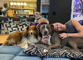 Prioritizing Dogs Health: The Ultimate Guide to Choosing the Right Dog Beds dog bed, dog beds, large dog beds, best dog beds, outdoor dog beds, orthopedic dog beds, chew proof dog bed, raised dog bed, cooling dog bed, heated dog beds